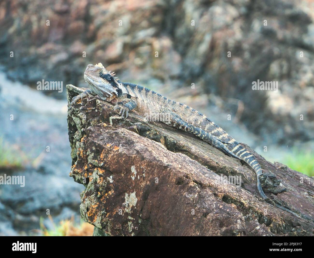 Water Dragon, Australian Lizard On The Rocks Stock Photo - Alamy