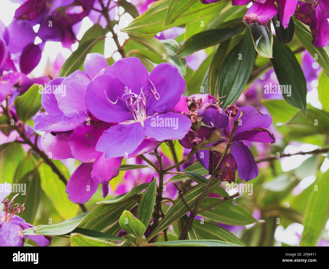 a bunch of purple Tibouchina flowers and green leaves on the bush in glorious bloom in Autumn