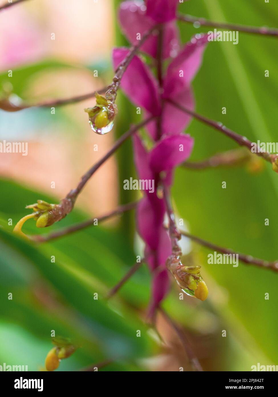 Ornamental Ginger plant Globba Red Dragon, yellow flower buds within a glistening water drops, deep pink bracts and green leaves in background Stock Photo