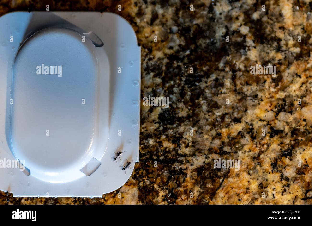 Ant trap poison bate on a granite kitchen countertop Stock Photo Alamy