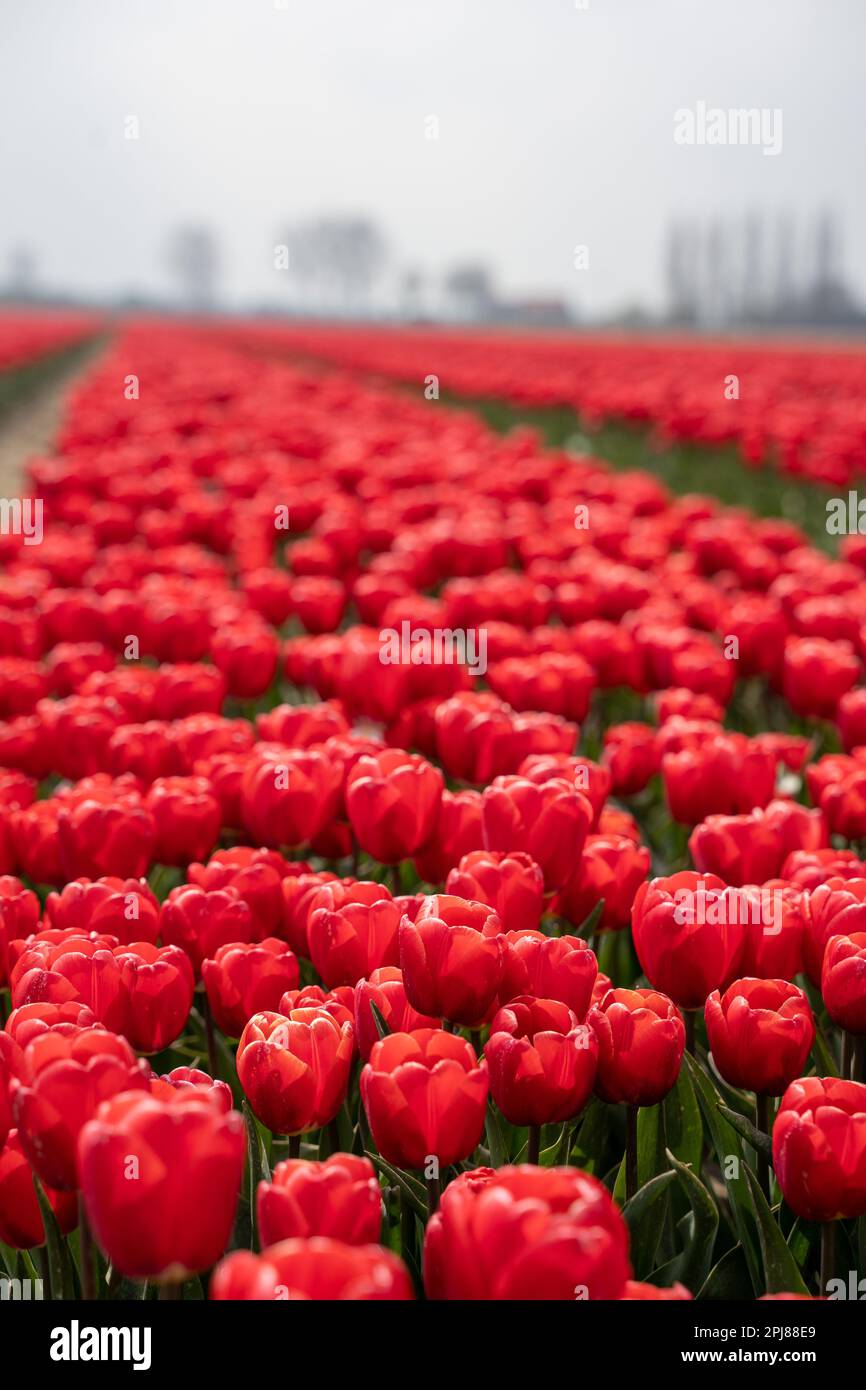 Colourful tulip fields, captured in The Netherlands during Spring ...