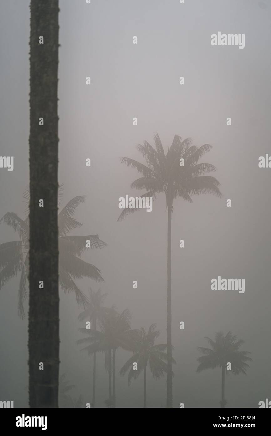 Highest Coconut Palm Trees Cocora Valley in Salento, Disney Village in Colombia Stock Photo