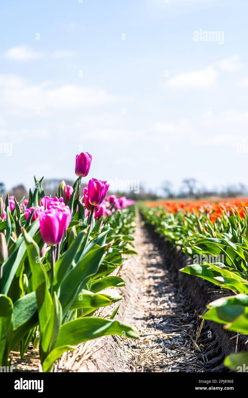 Colourful tulip fields, captured in The Netherlands during Spring ...