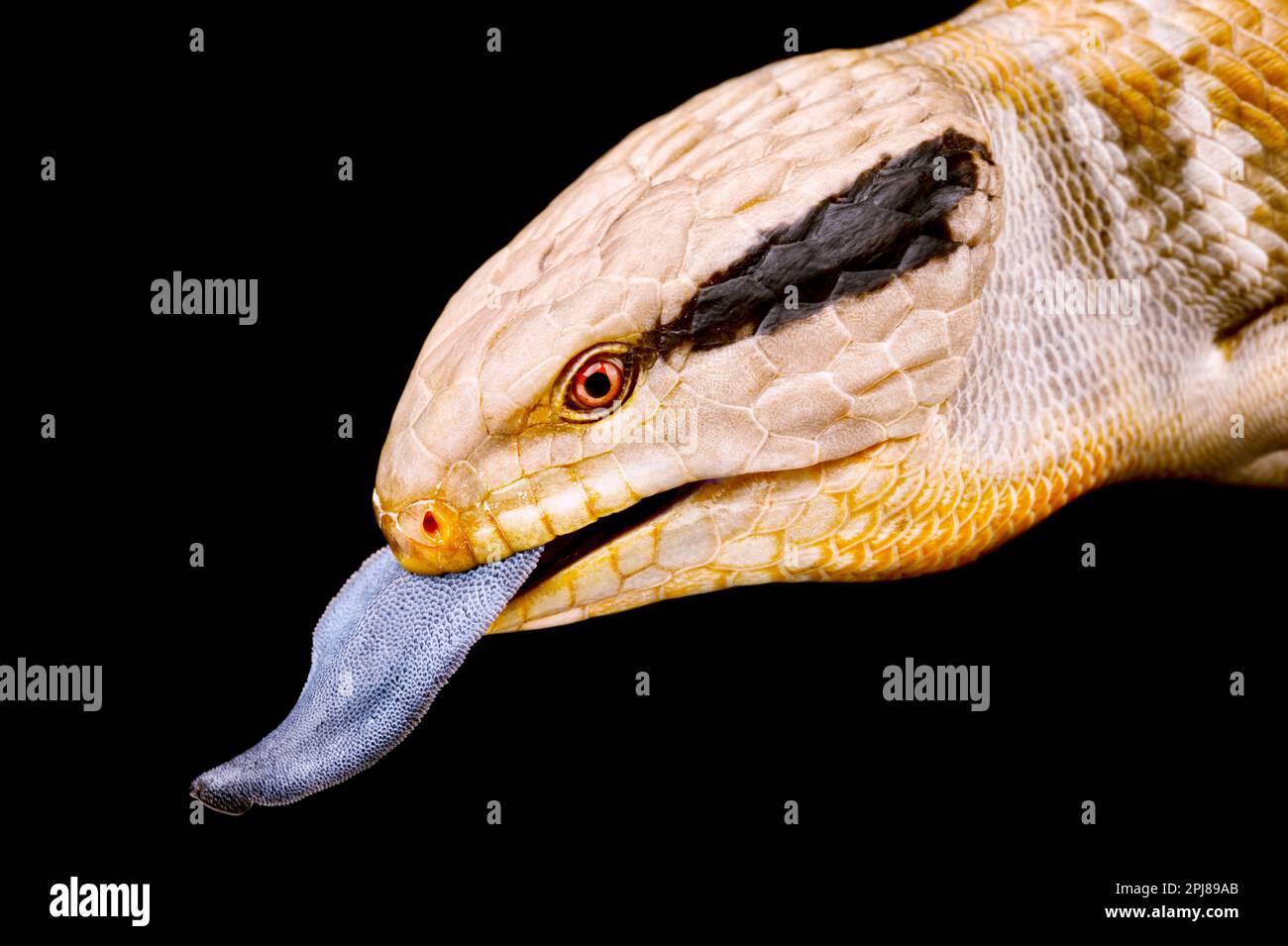 Centralian bluetongued skink (Tiliqua multifasciata Stock Photo Alamy