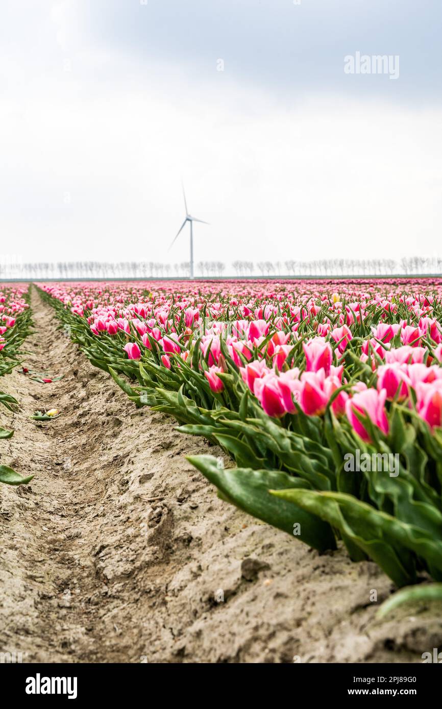 Colourful tulip fields, captured in The Netherlands during Spring ...
