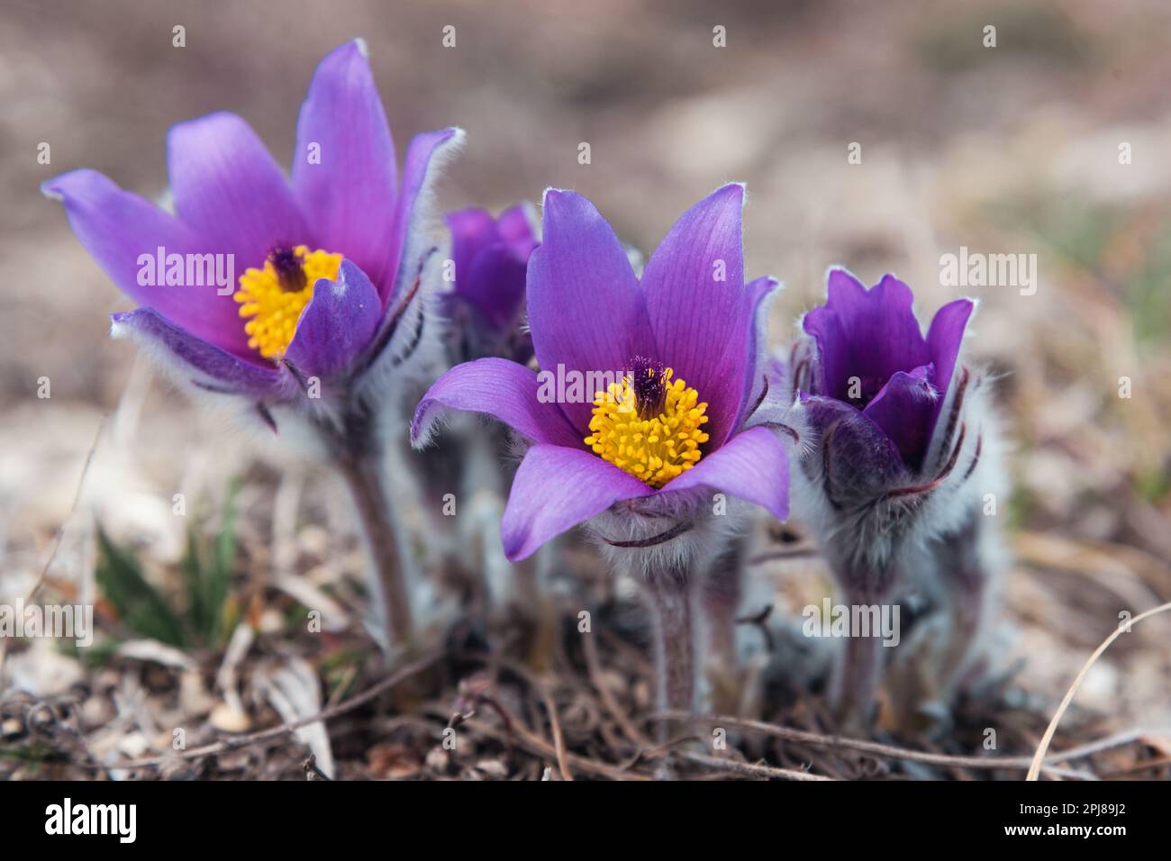 First spring flowers Pulsatilla halleri or pulsatilla taurica in nature