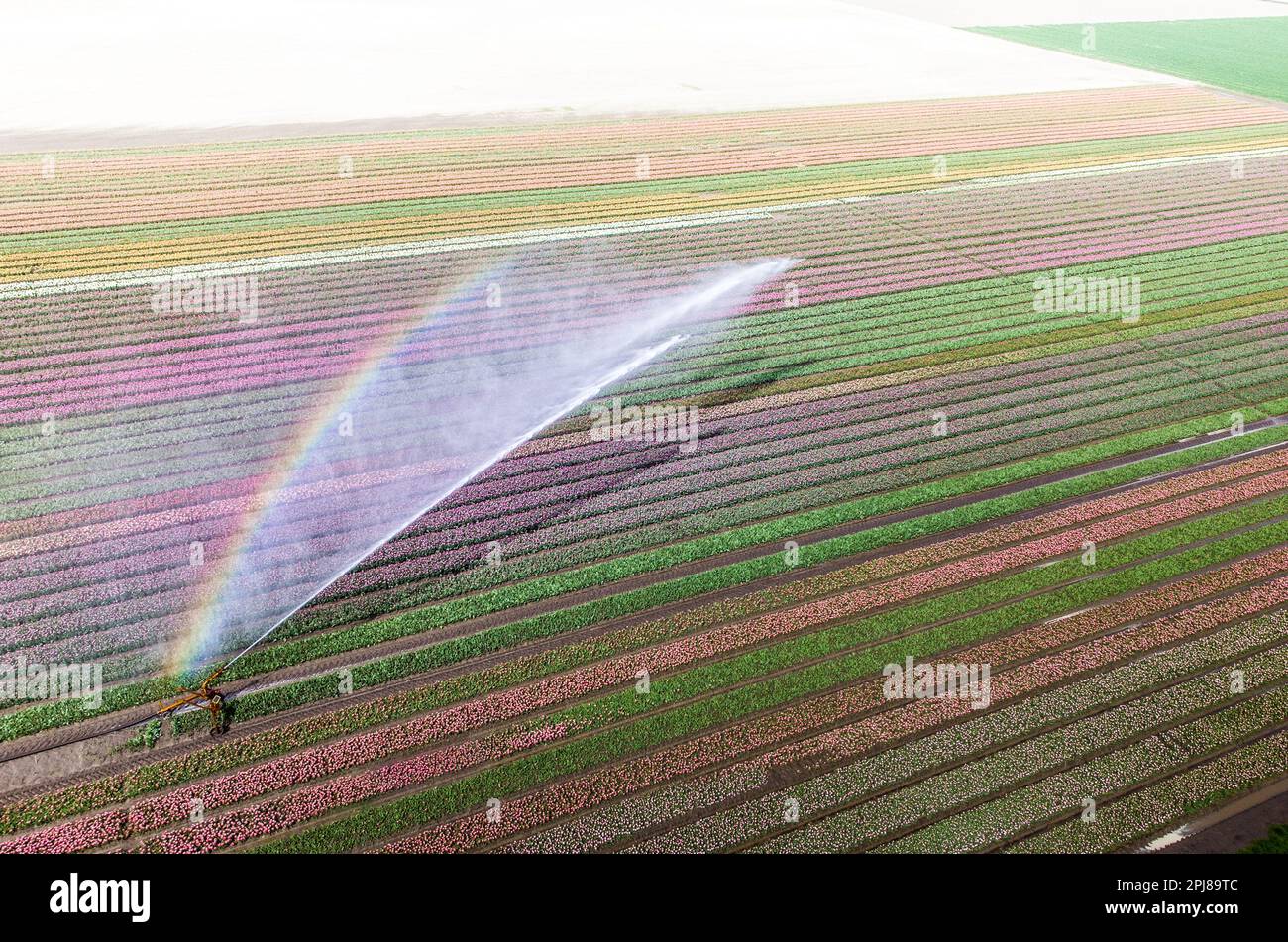 Aerial drone photo of tulip fields in The Netherlands during Spring ...