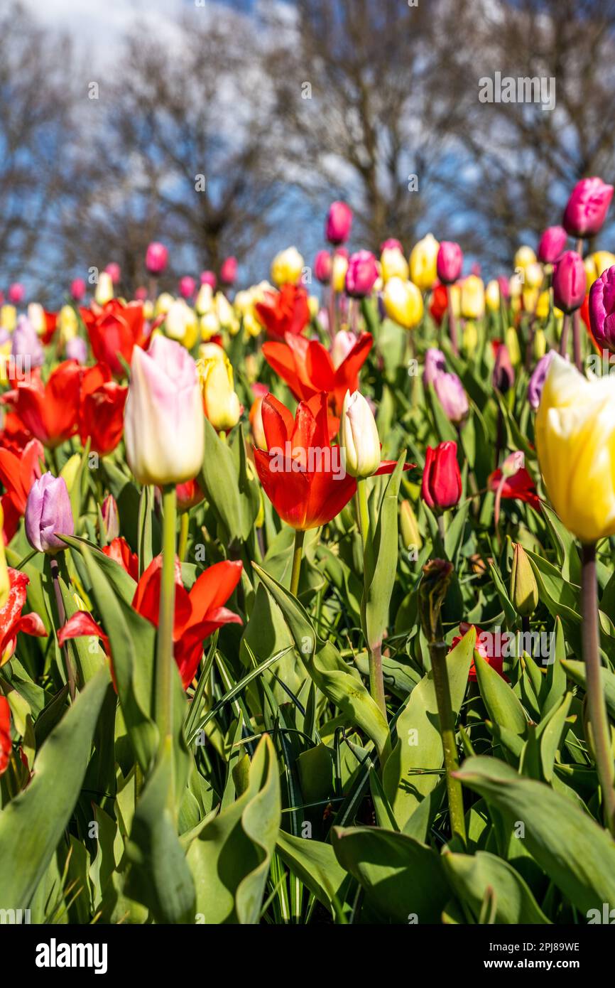 Colourful tulip fields, captured in The Netherlands during Spring ...