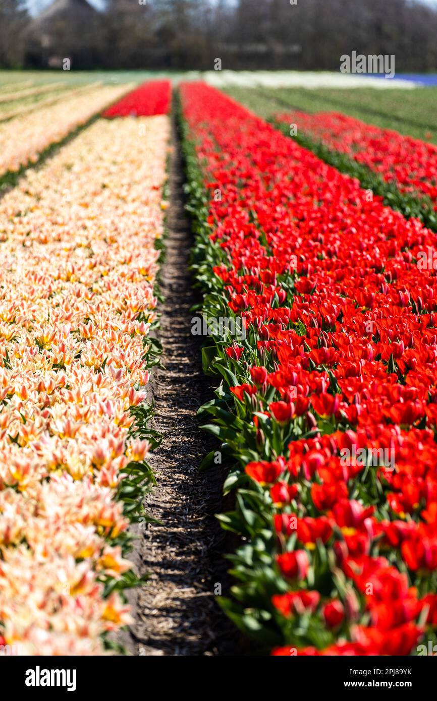 Colourful tulip fields, captured in The Netherlands during Spring ...