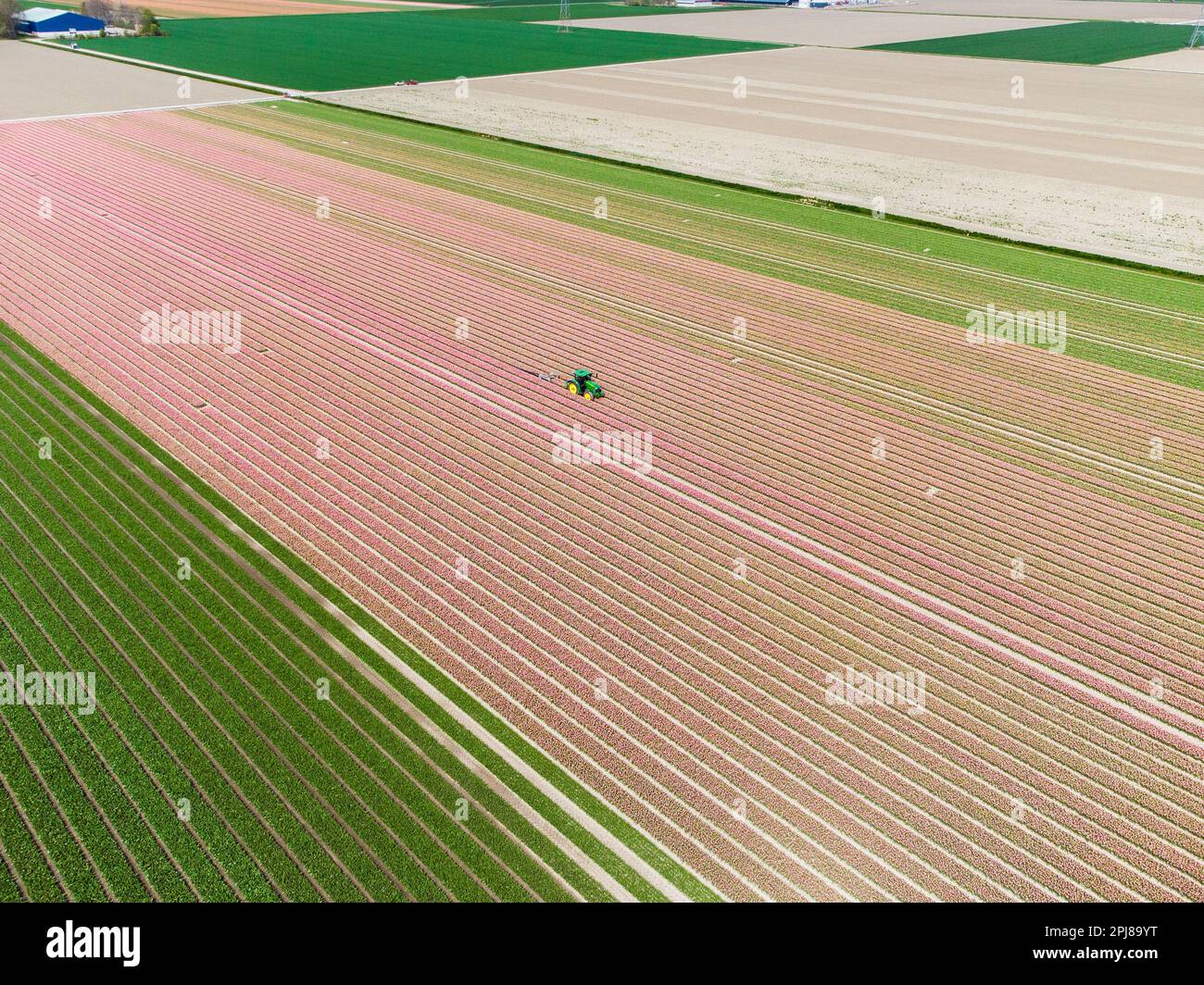 Aerial drone photo of tulip fields in The Netherlands during Spring ...
