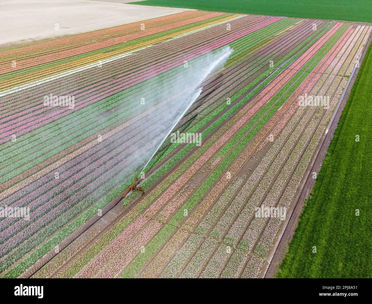 Aerial drone photo of tulip fields in The Netherlands during Spring ...