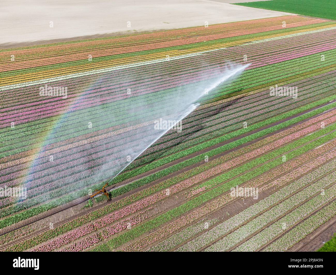 Aerial drone photo of tulip fields in The Netherlands during Spring ...