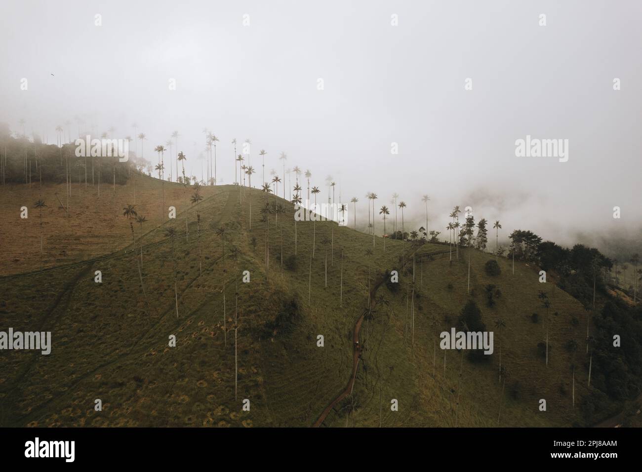 Highest Coconut Palm Trees Cocora Valley in Salento, Disney Village in Colombia Stock Photo