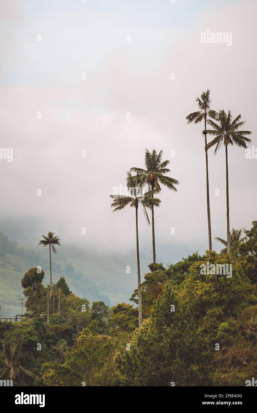 Highest Coconut Palm Trees Cocora Valley in Salento, Disney Village in Colombia Stock Photo