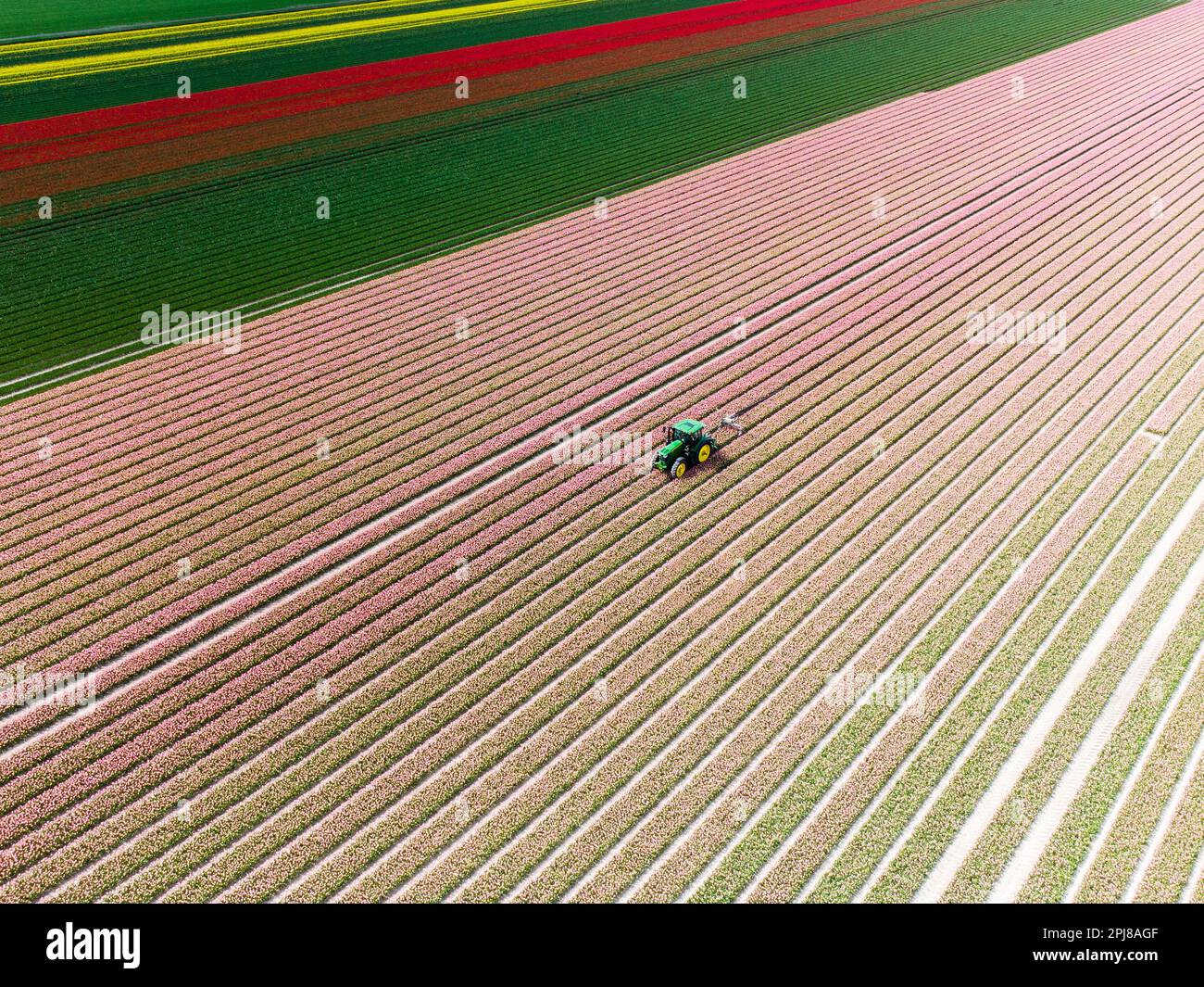 Aerial drone photo of tulip fields in The Netherlands during Spring ...