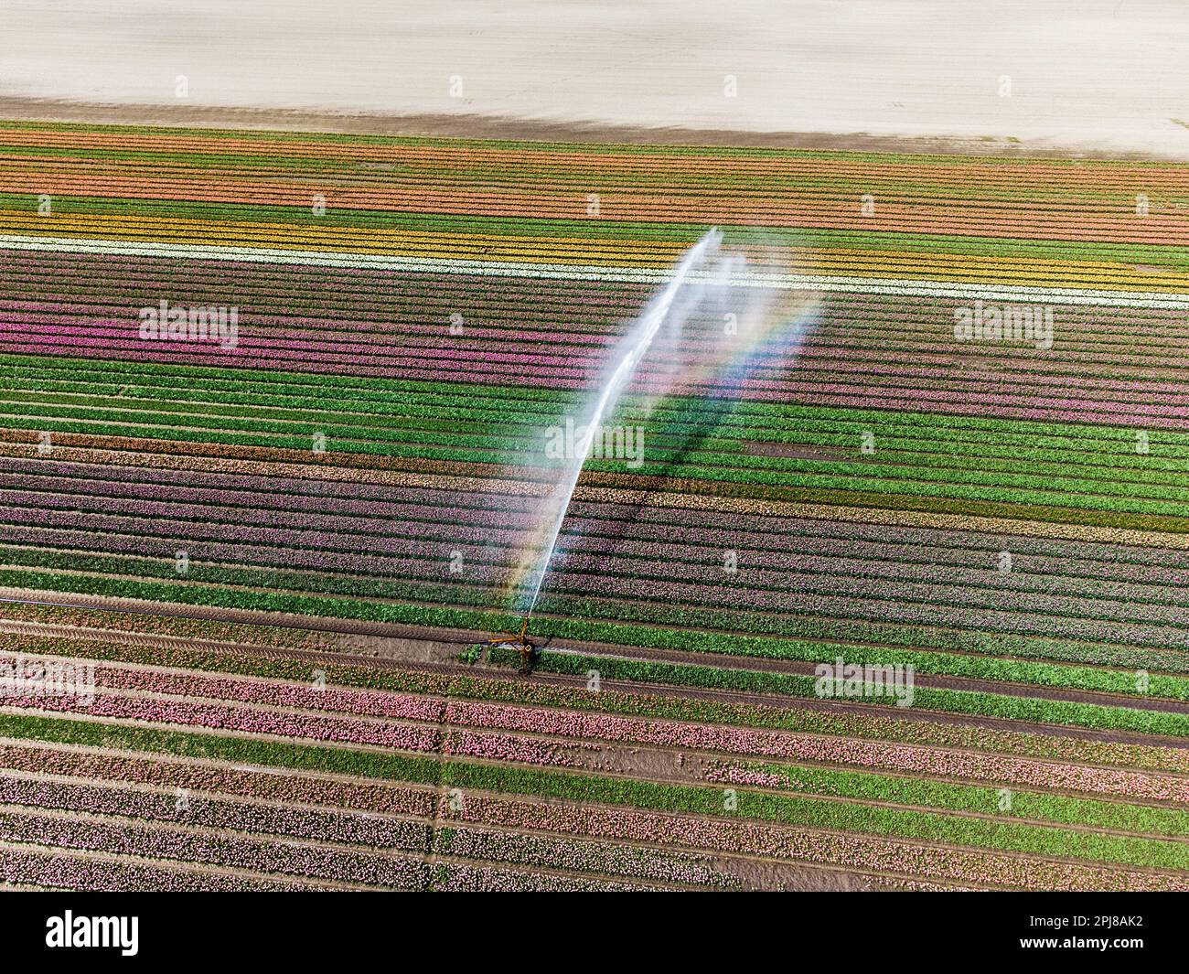 Aerial drone photo of tulip fields in The Netherlands during Spring ...