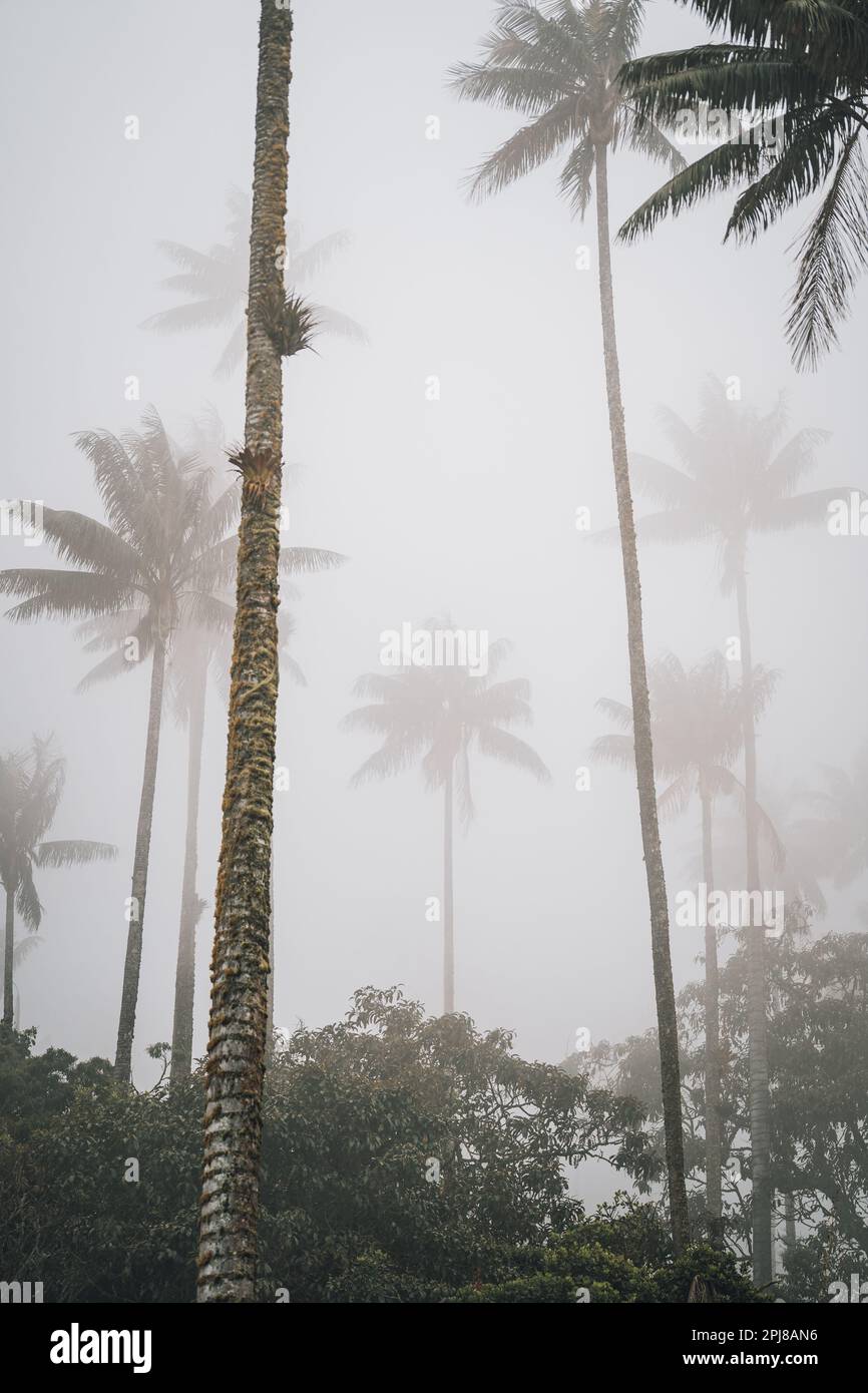 Highest Coconut Palm Trees Cocora Valley in Salento, Disney Village in Colombia Stock Photo