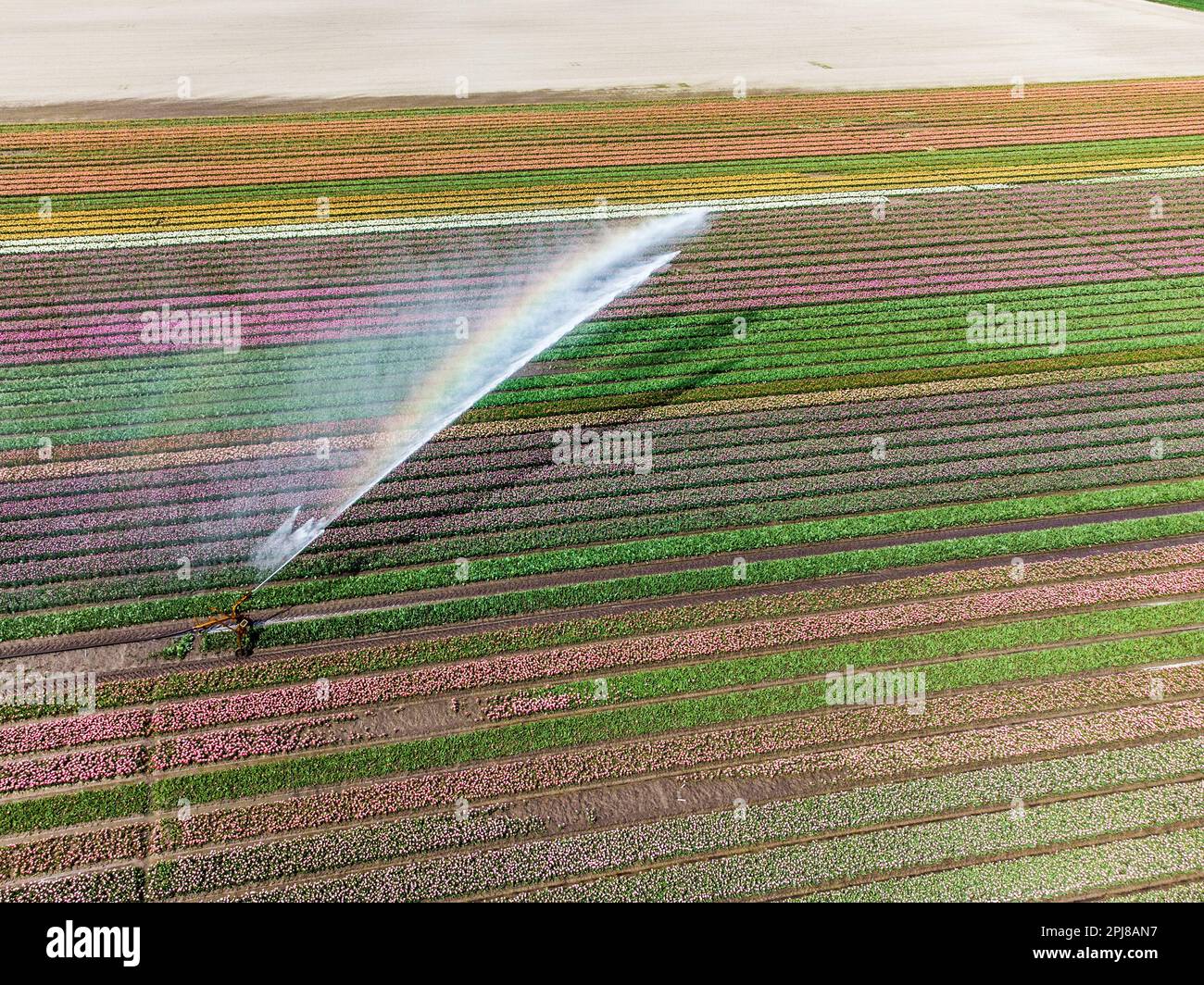 Aerial drone photo of tulip fields in The Netherlands during Spring ...