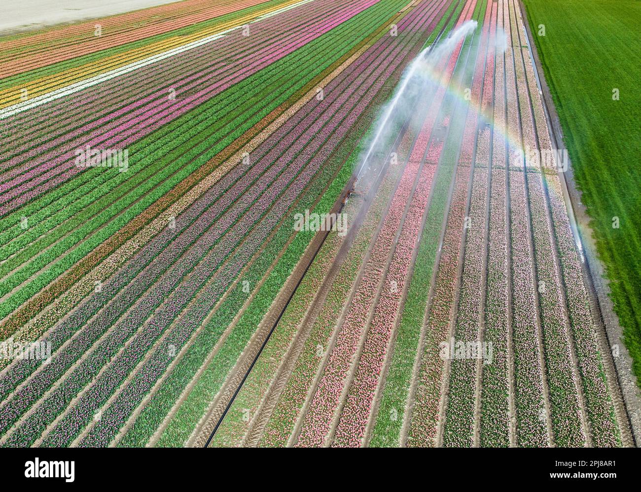 Aerial drone photo of tulip fields in The Netherlands during Spring ...