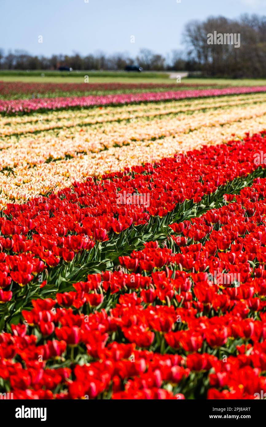 Colourful tulip fields, captured in The Netherlands during Spring ...