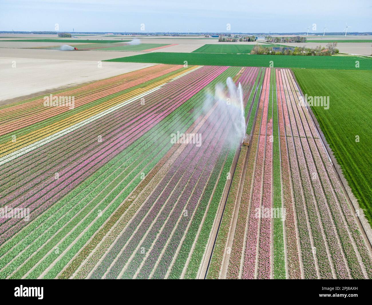 Aerial drone photo of tulip fields in The Netherlands during Spring ...