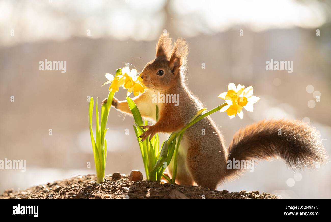 red squirrel with narcissus smelling Stock Photo Alamy