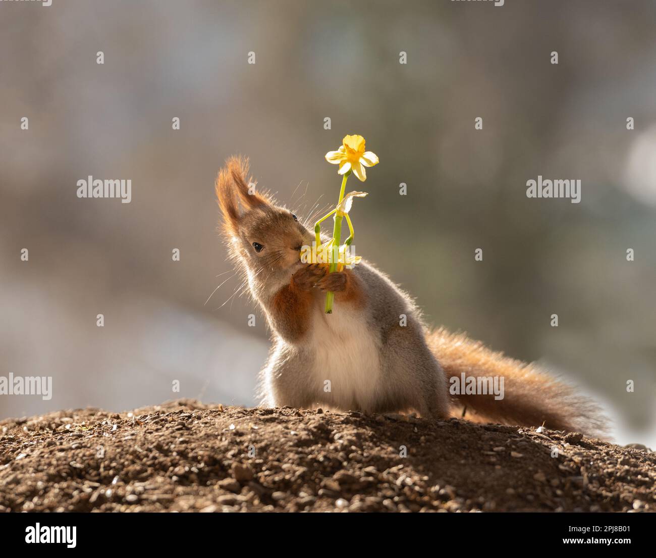 red squirrel with narcissus smelling Stock Photo Alamy