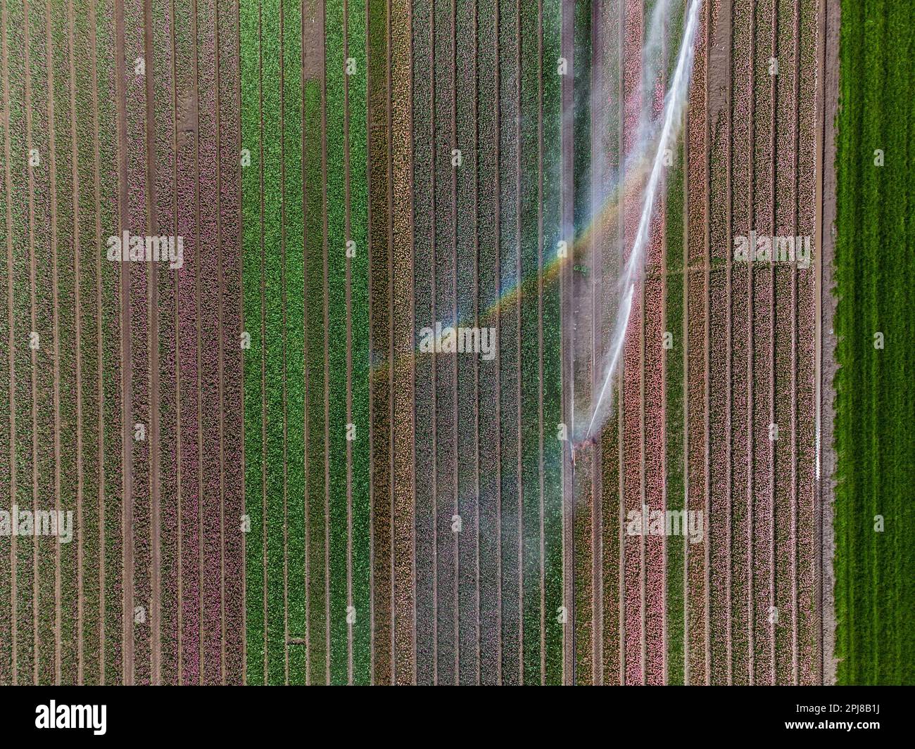 Aerial drone photo of tulip fields in The Netherlands during Spring ...