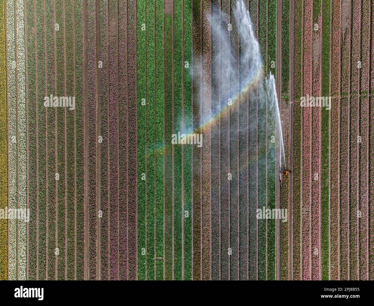 Aerial drone photo of tulip fields in The Netherlands during Spring ...
