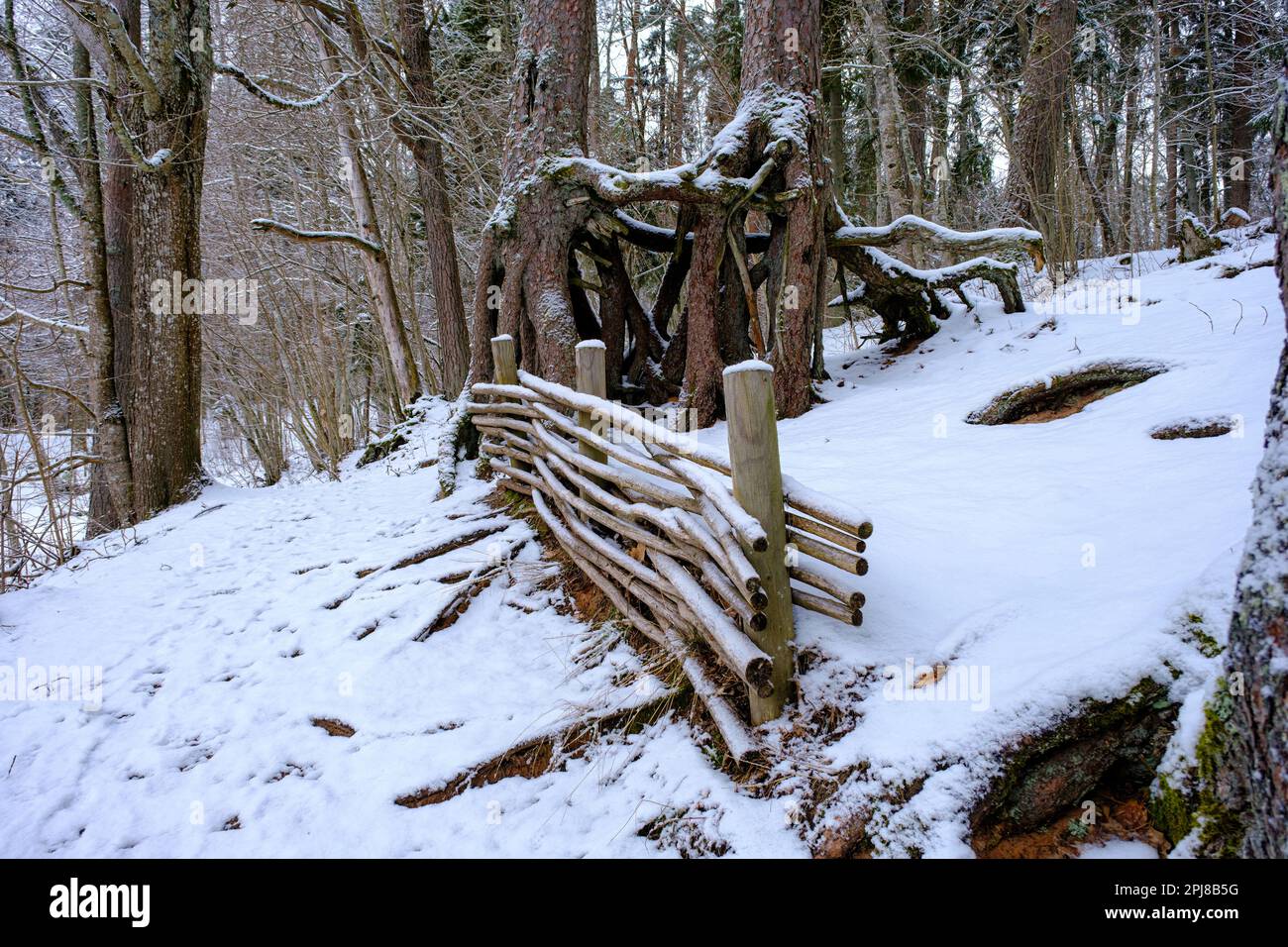 in winter, a pine tree grows in the forest with roots covered with snow ...