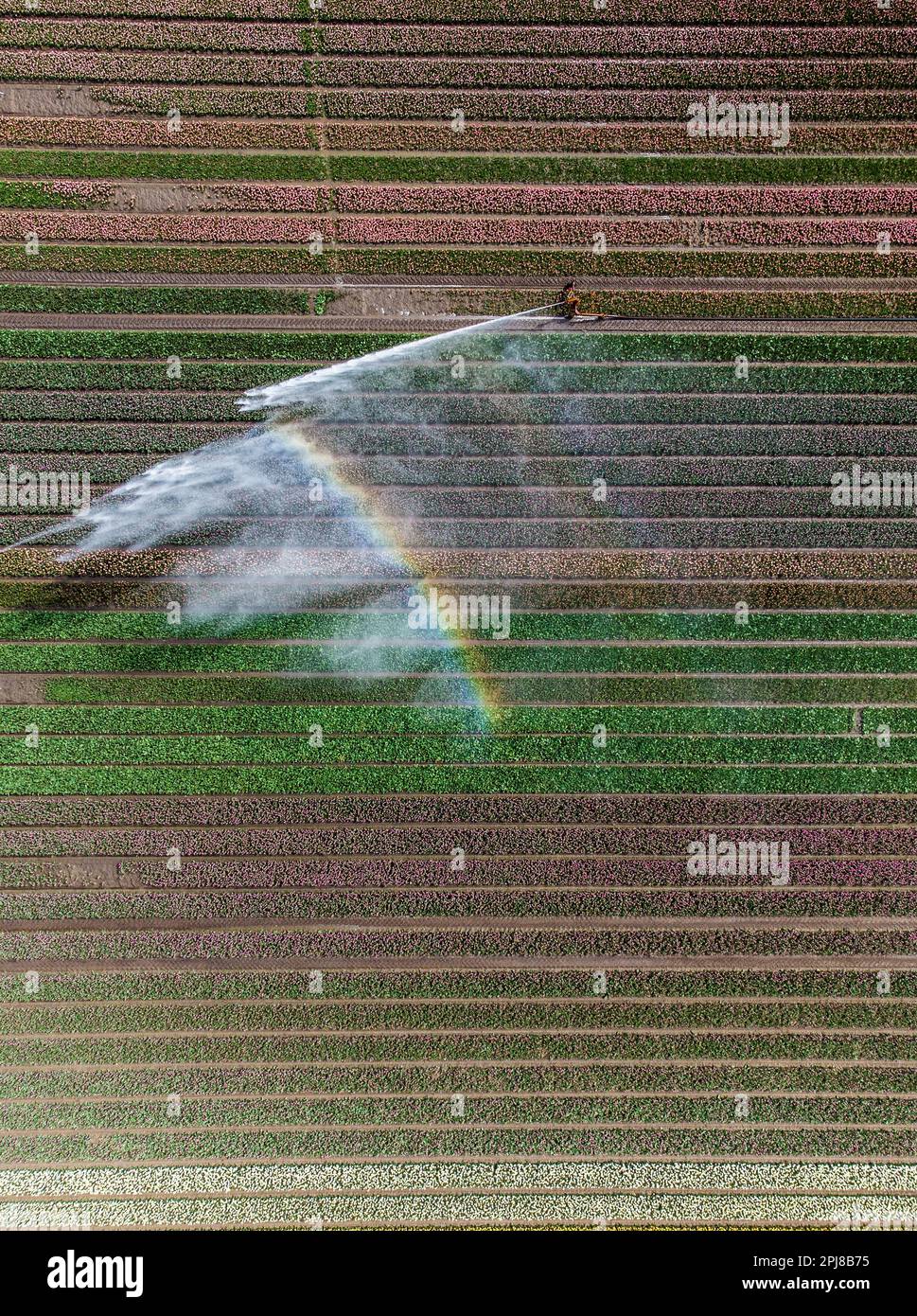 Aerial drone photo of tulip fields in The Netherlands during Spring ...