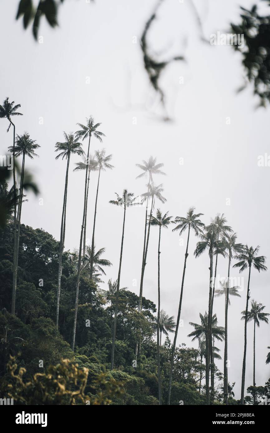 Highest Coconut Palm Trees Cocora Valley in Salento, Disney Village in Colombia Stock Photo