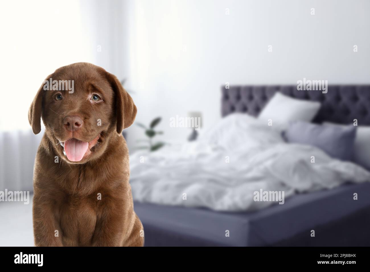 Adorable puppy in bedroom, space for text. Pet friendly hotel Stock Photo