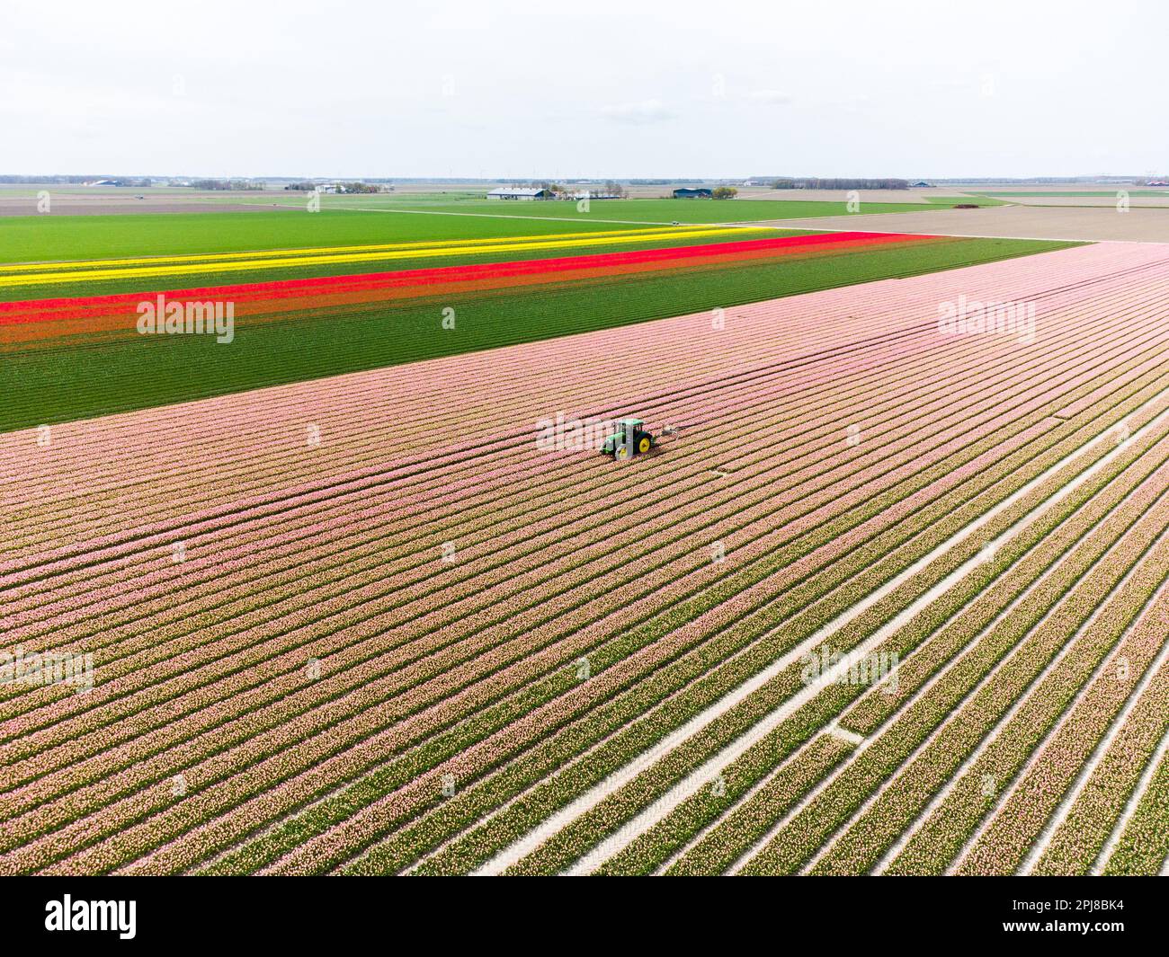 Aerial drone photo of tulip fields in The Netherlands during Spring ...