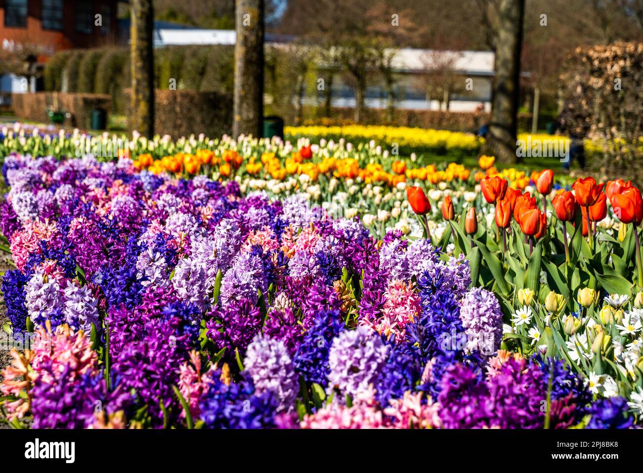 Colourful tulip fields, captured in The Netherlands during Spring ...