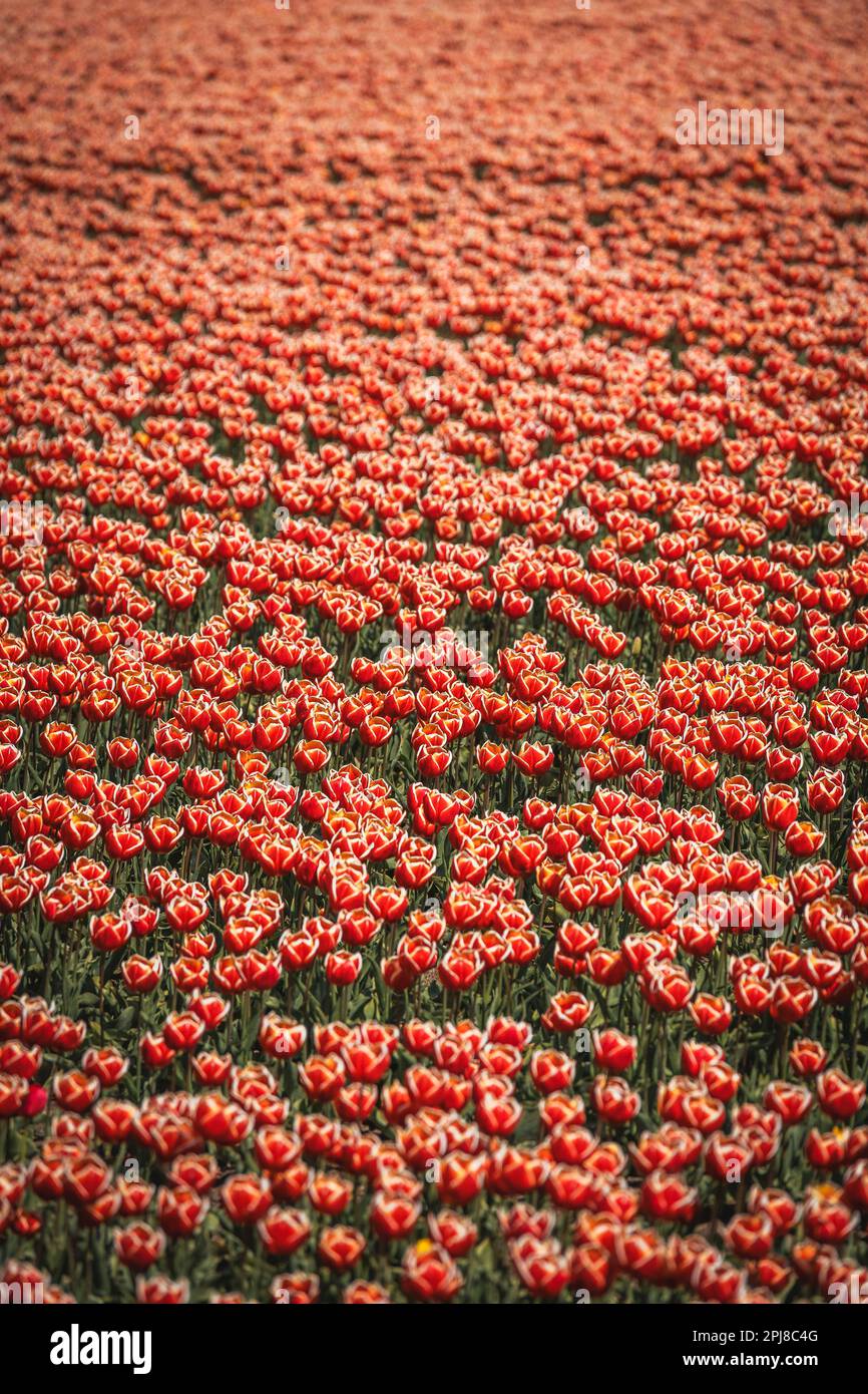 Colourful tulip fields, captured in The Netherlands during Spring ...