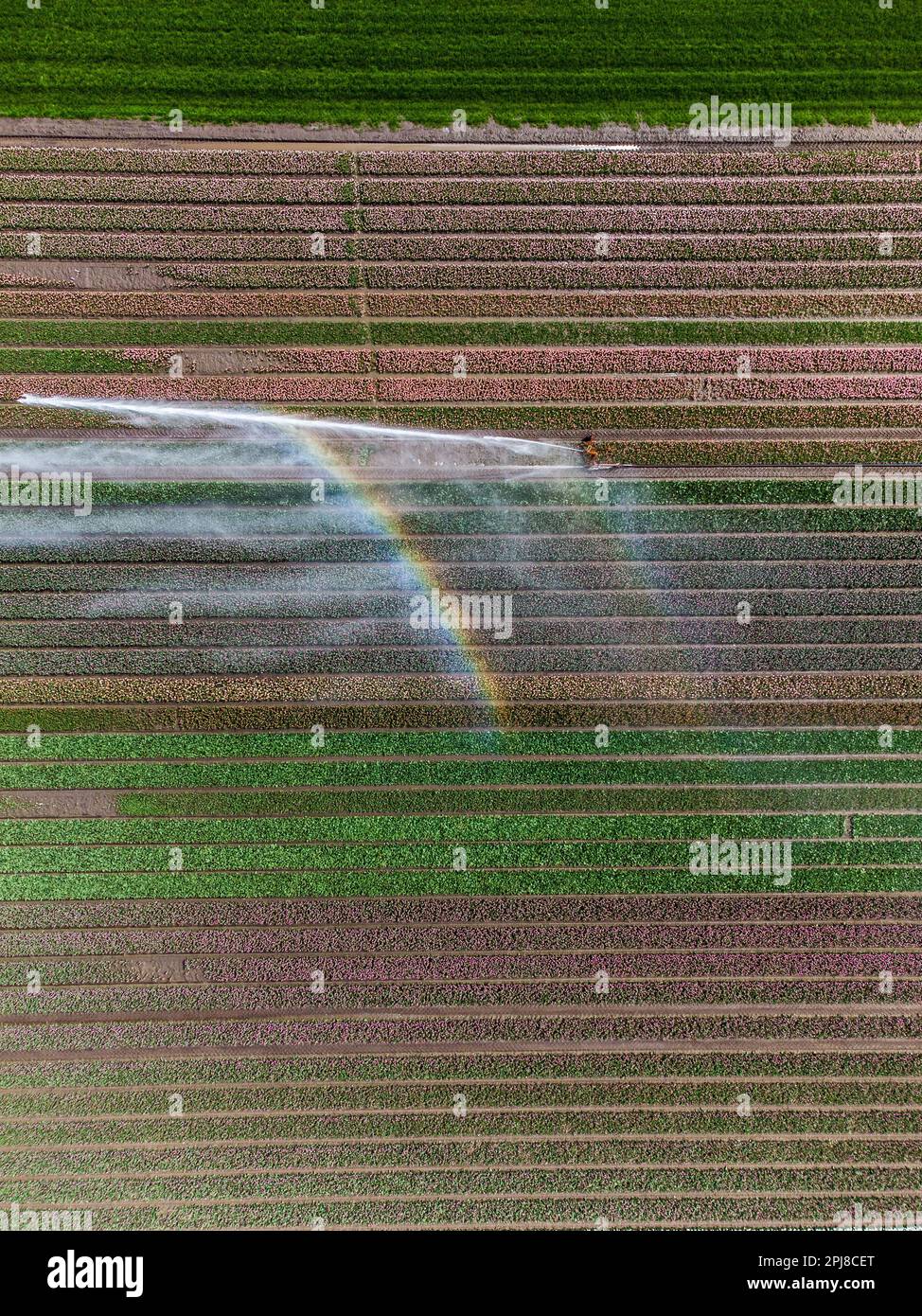 Aerial drone photo of tulip fields in The Netherlands during Spring ...