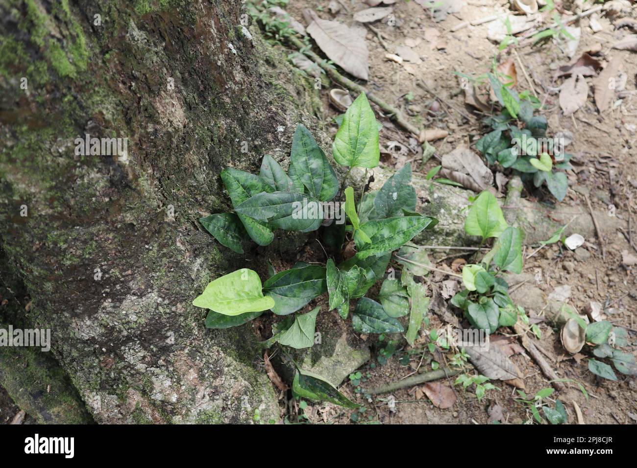 High angle view of a Trichopus Zeylanicus plant (known as Bimpol plant
