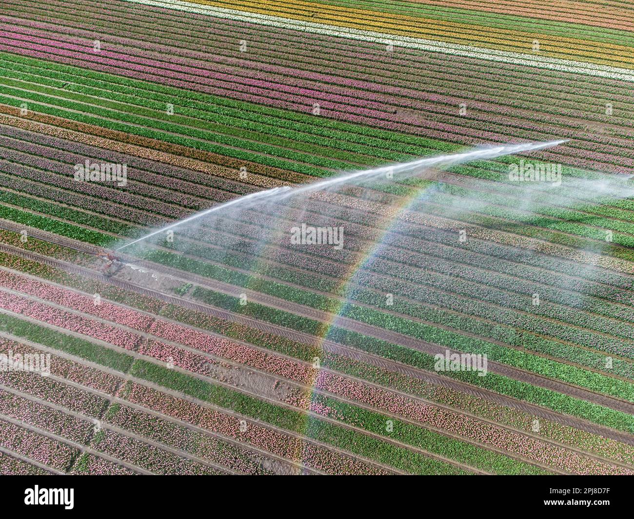 Aerial drone photo of tulip fields in The Netherlands during Spring ...