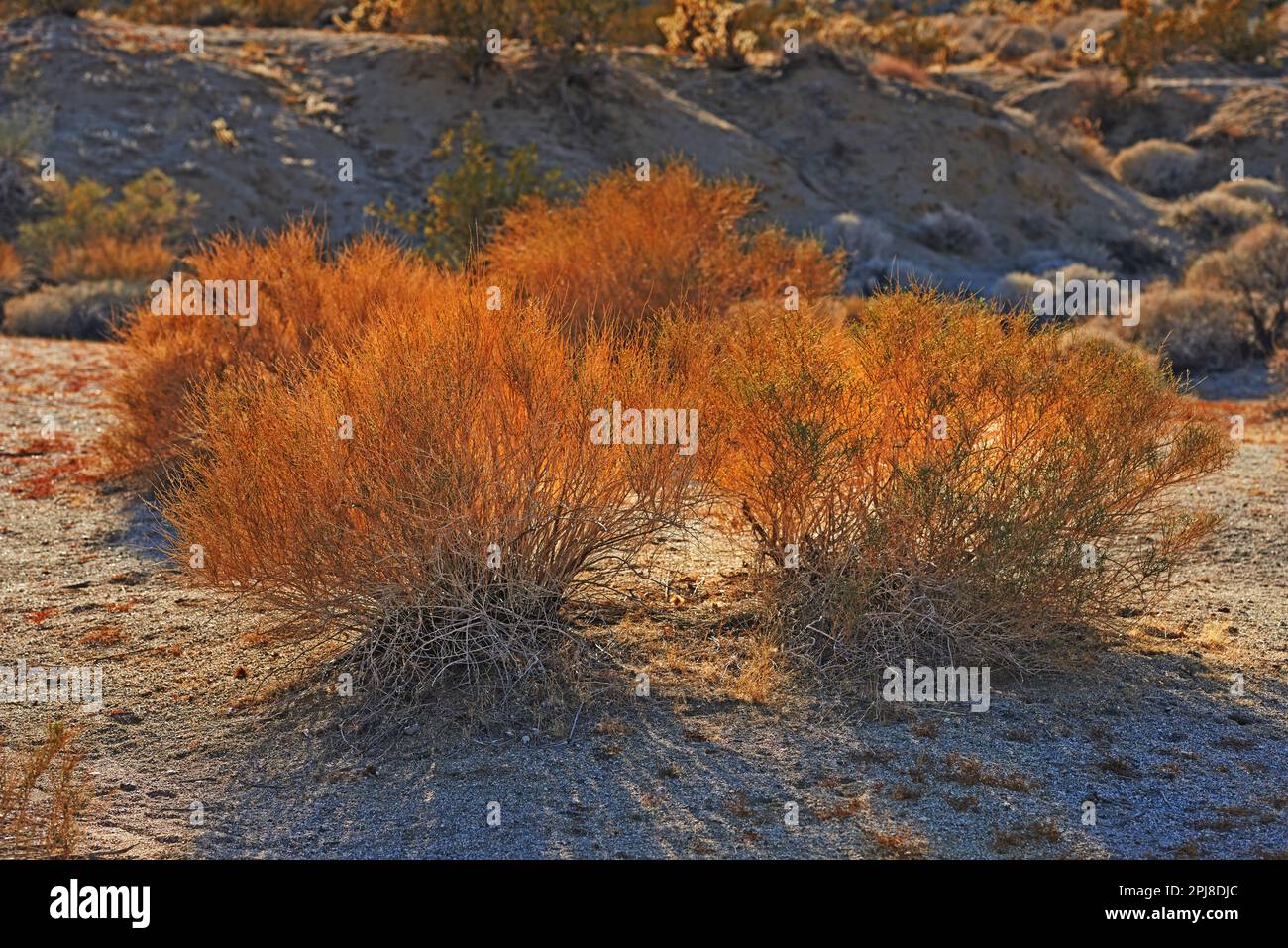 Desert sunset - Anza-Borrego. Sunset in Anza-Borrego Desert State Park, Southern California, USA. Stock Photo