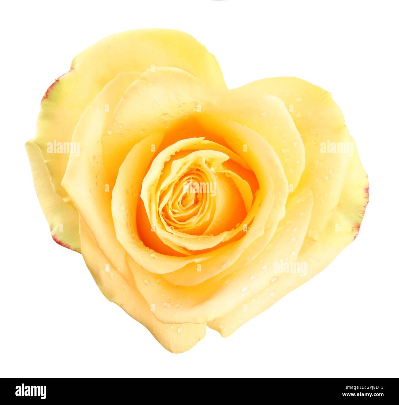 Yellow Roses Heart Shape Beautiful yellow rose in shape of heart on white background Stock Photo ...