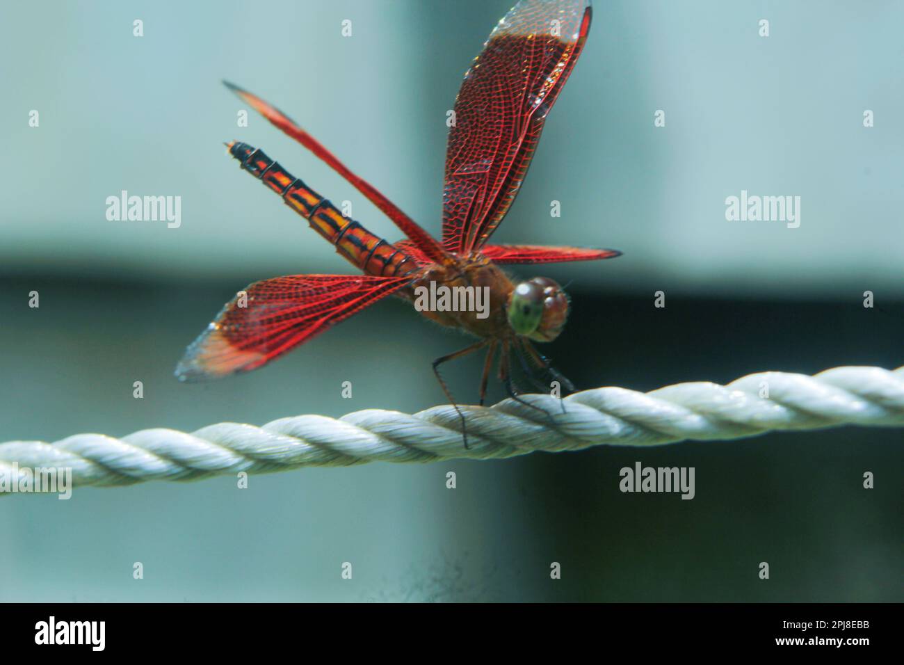 red dragonfly on a branch Stock Photo - Alamy
