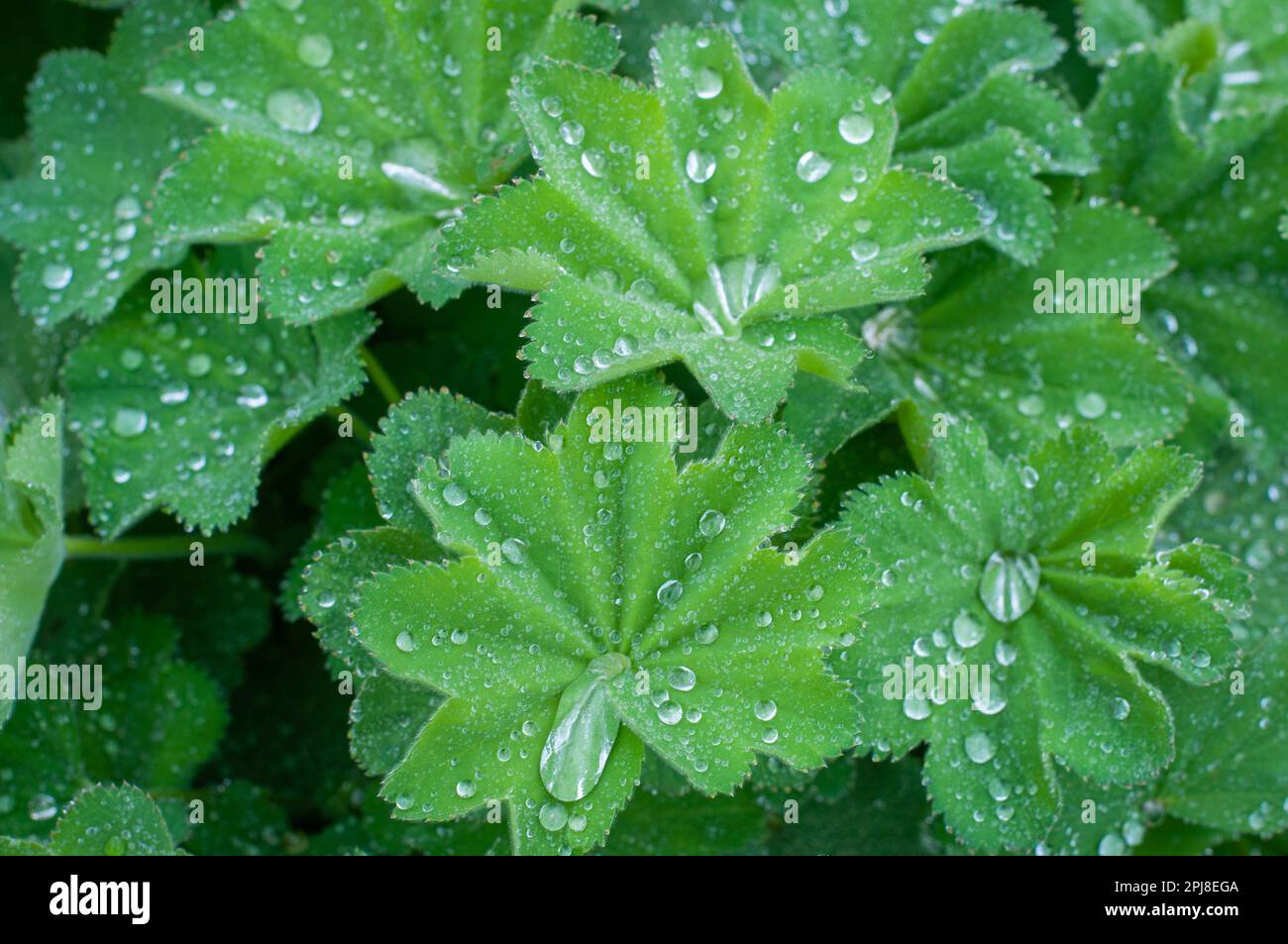 Lady's mantle (Alchemilla vulgaris) leaves after rain. No flowers for background. Stock Photo