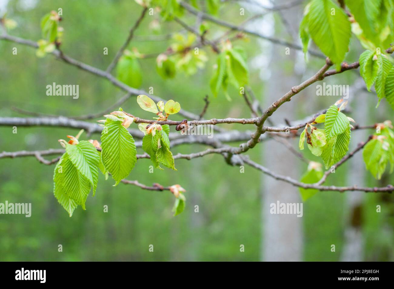 A branch of an Elm (Ulmus glabra) tree with seeds and young leaves in spring, Stock Photo