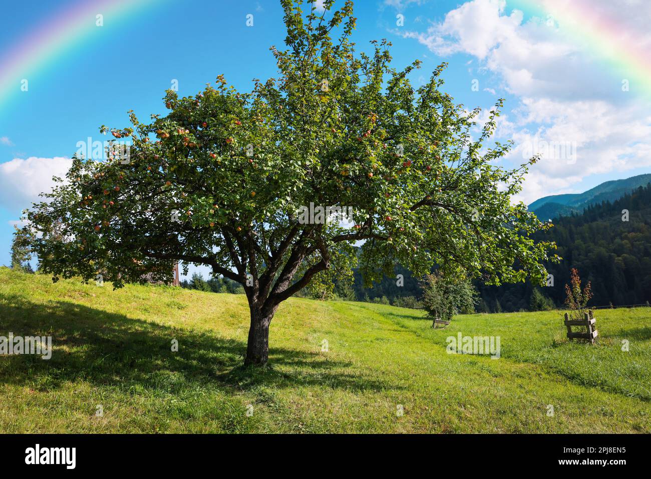 Landscape peaceful majestic big tree hi-res stock photography and ...