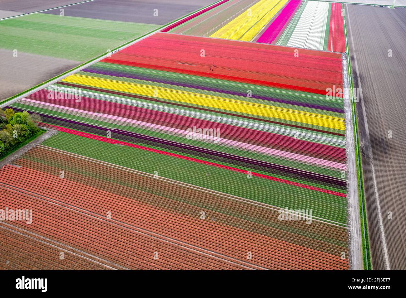 Aerial drone photo of tulip fields in The Netherlands during Spring ...