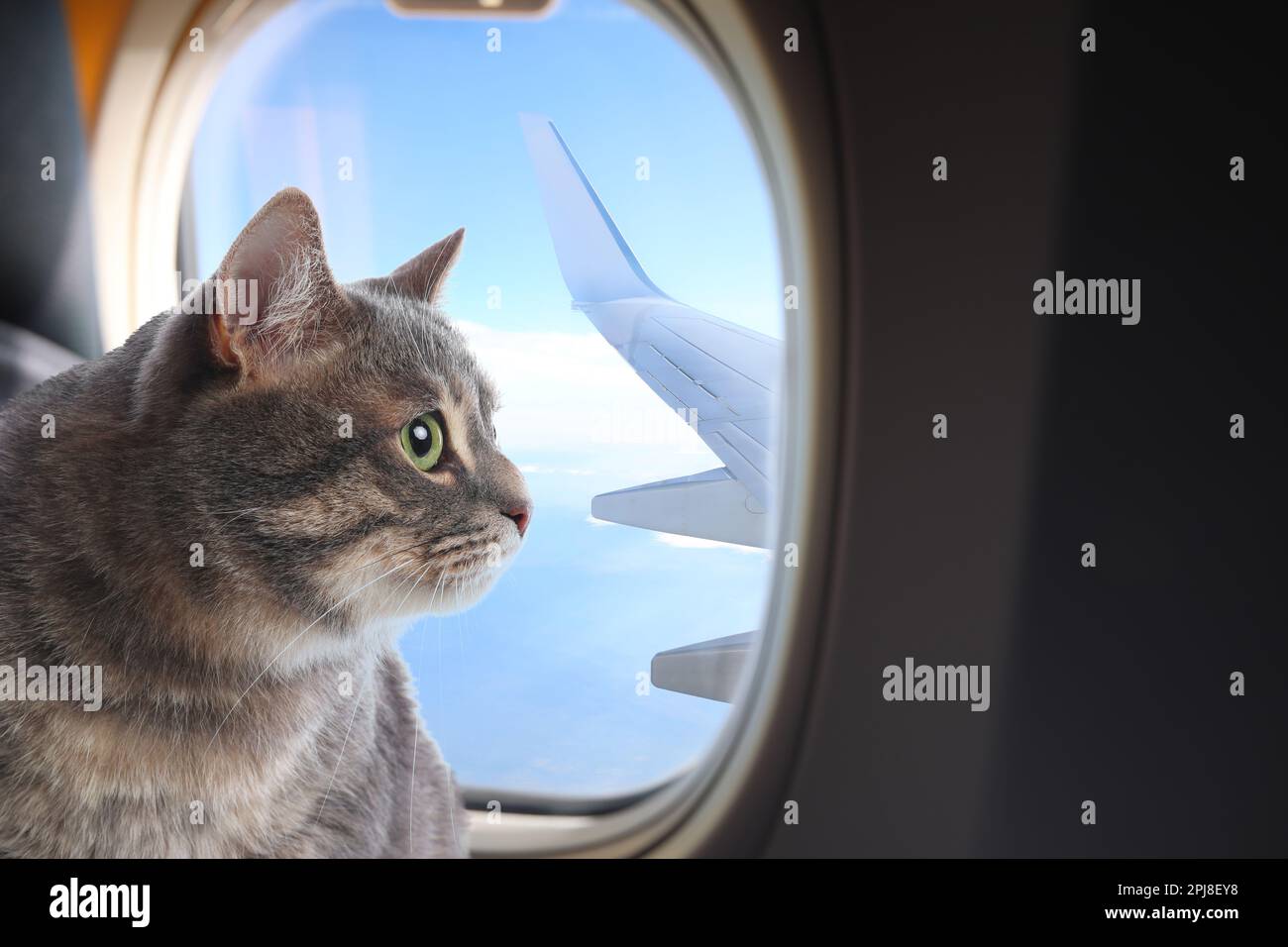 Picture of Traveling with My Dog Diva to Mexico | TikTok