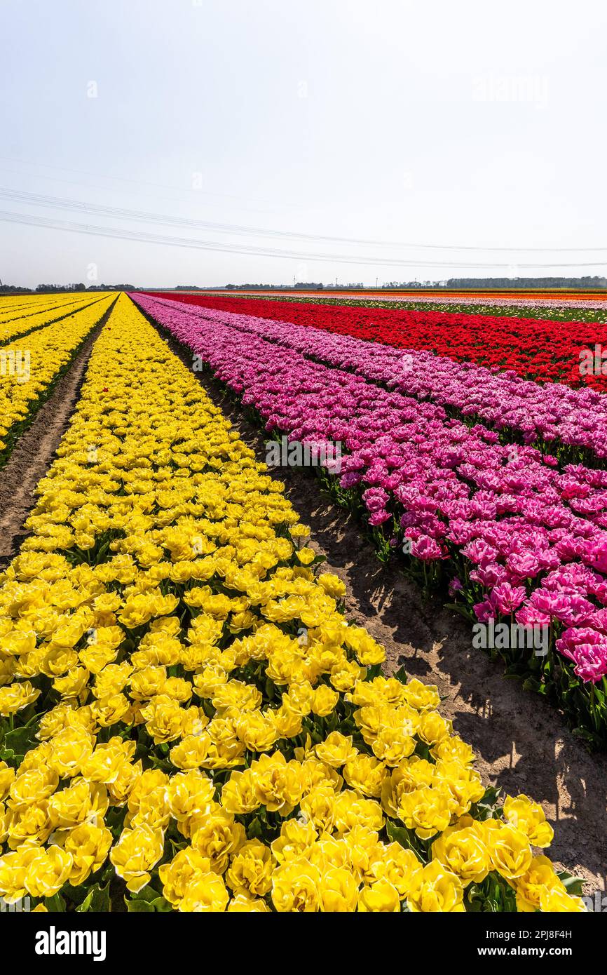Colourful tulip fields, captured in The Netherlands during Spring ...