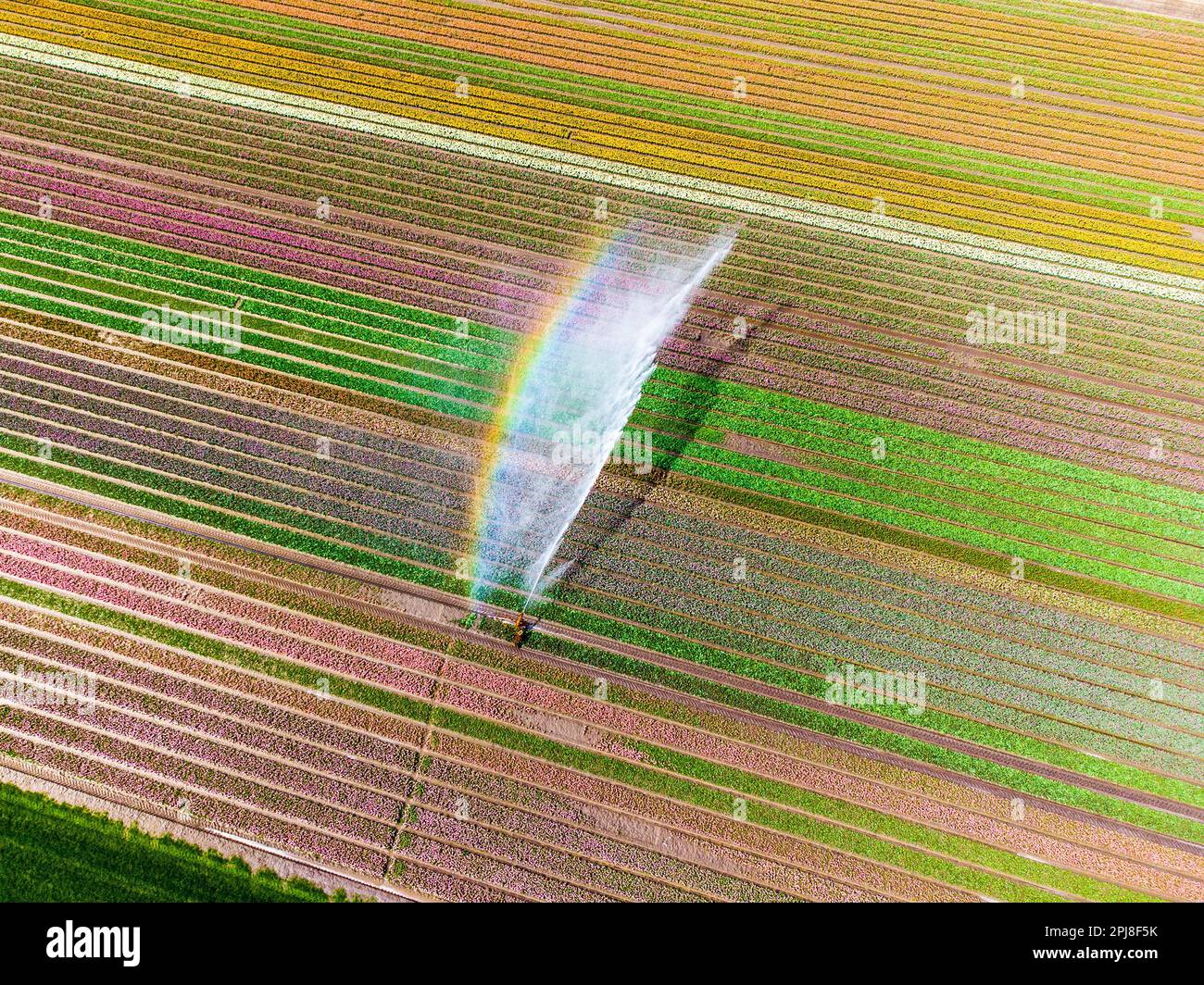 Aerial drone photo of tulip fields in The Netherlands during Spring ...