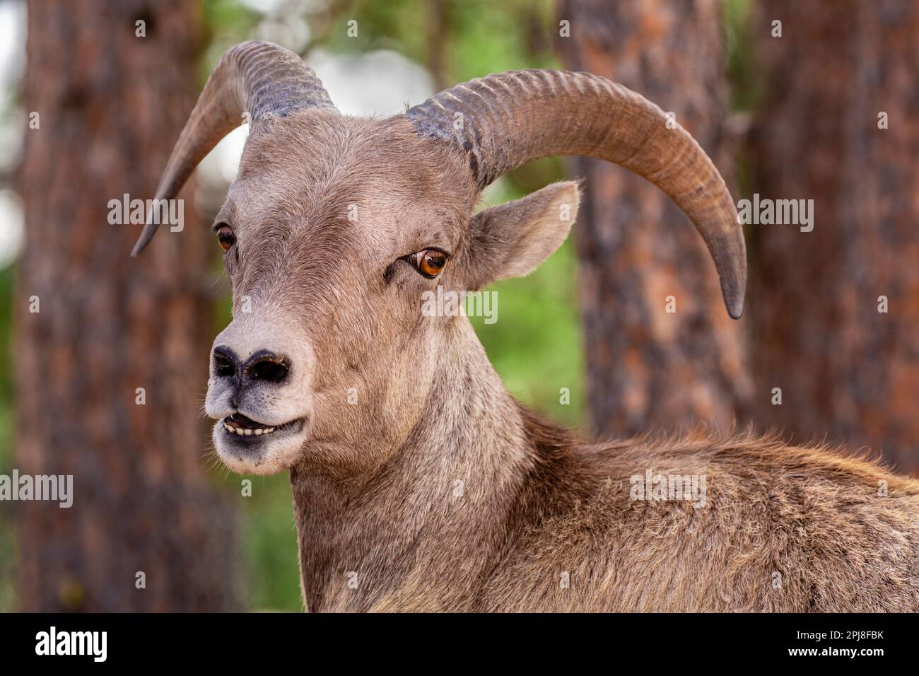 Bighorn sheep of Black Hills National Forest, South Dakota, United States of America Stock Photo